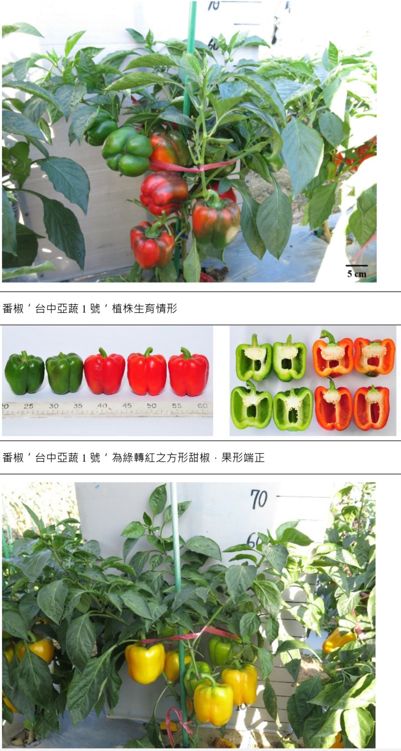 絕代雙椒~豐產、抗病 番椒｀台中亞蔬1號＇與｀台中亞蔬2號＇
