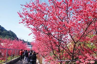 后里櫻花季登場！中市觀旅局：春遊賞櫻賞燈趣