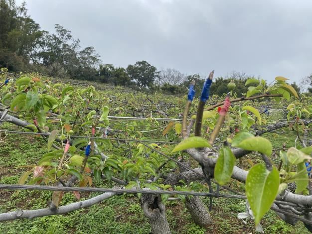 寒流高接梨穗現金救助 即日起受理申請