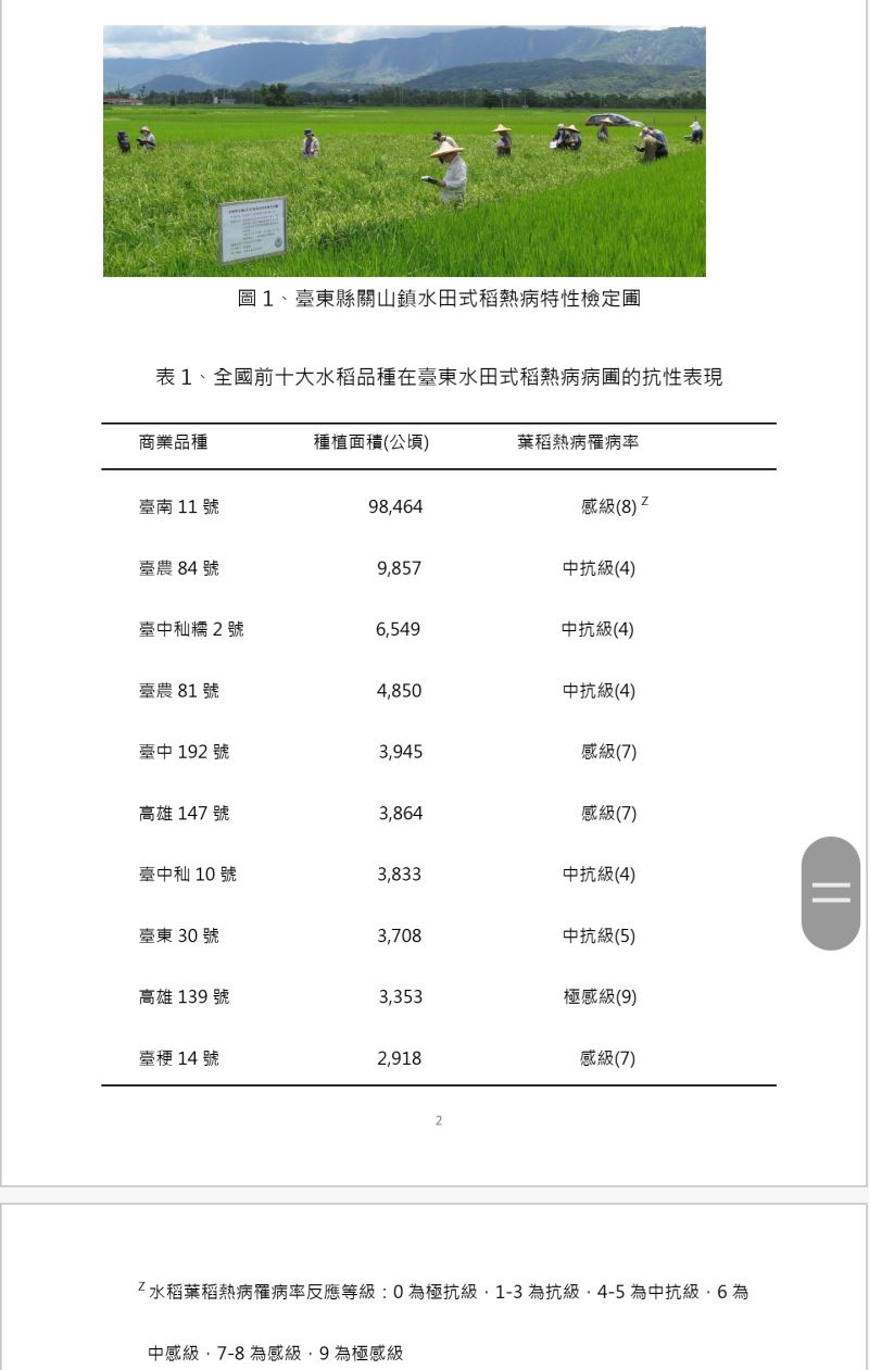 臺東場進行水田式稻熱病病圃檢定 提供水稻農友栽培管理建議